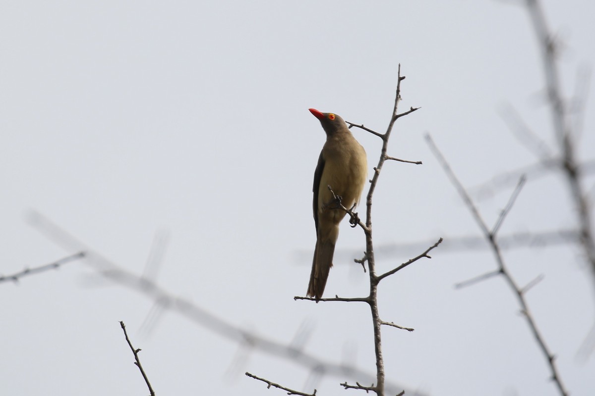 Red-billed Oxpecker - ML616216470