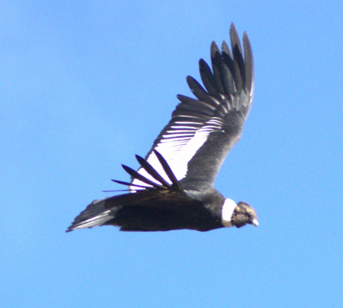 Andean Condor - ML616216535