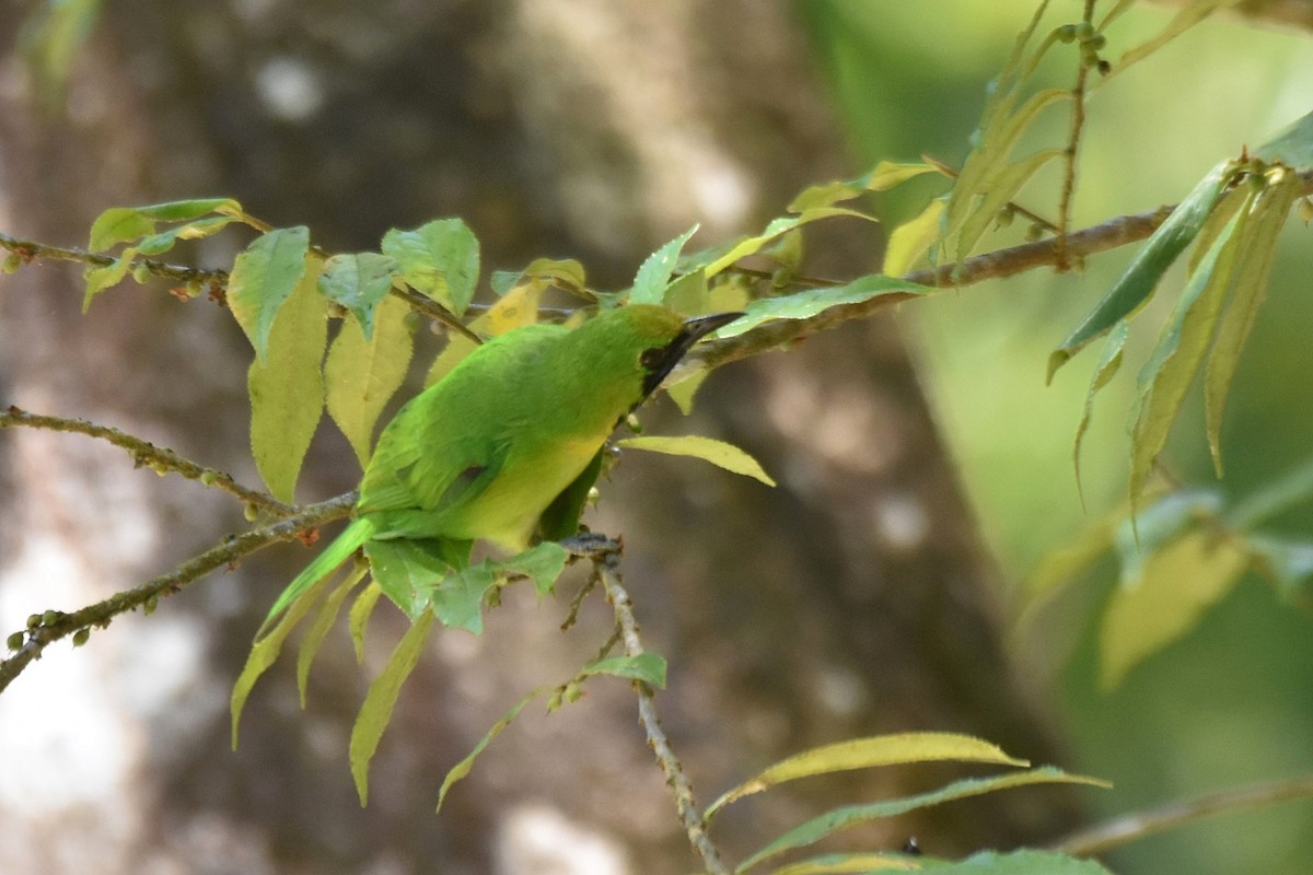 Lesser Green Leafbird - ML616216564