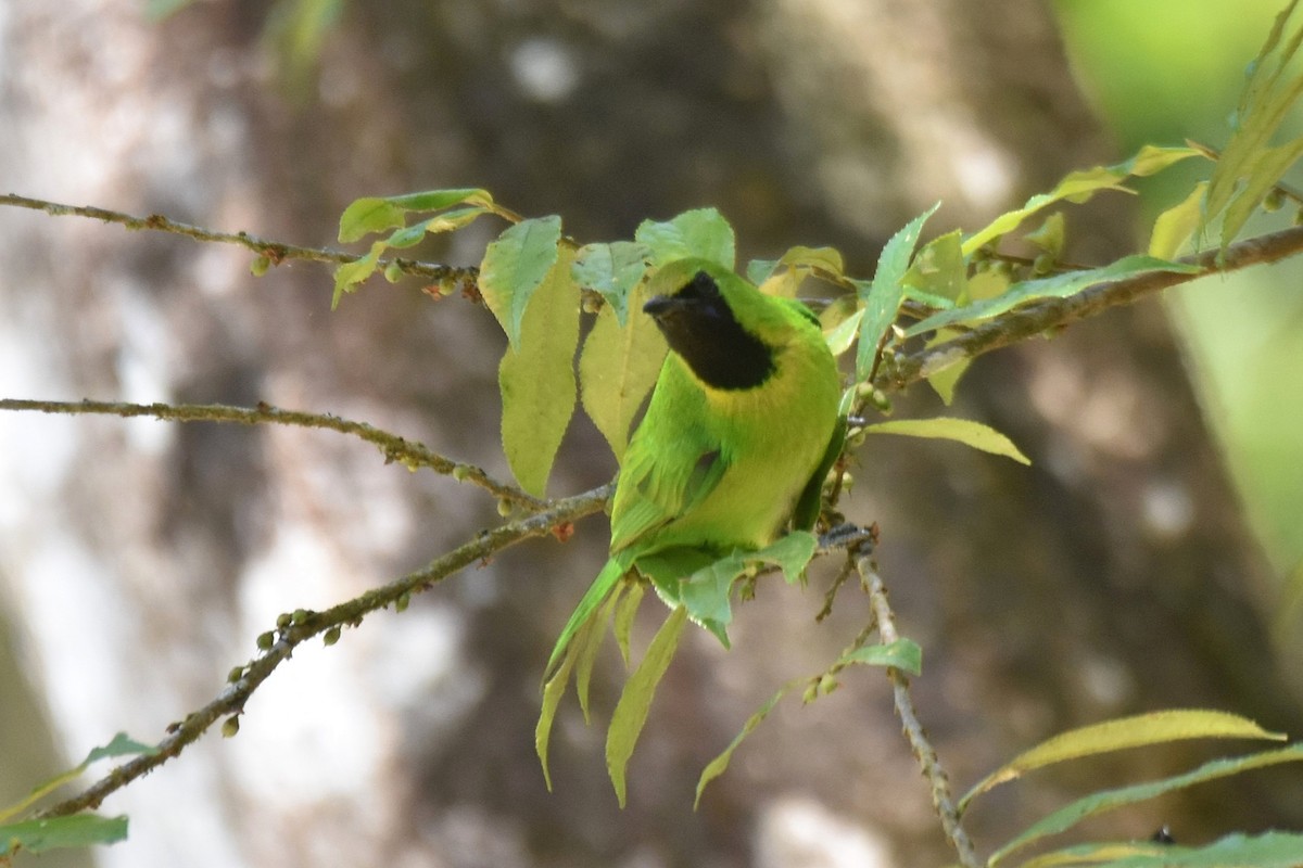 Lesser Green Leafbird - ML616216565
