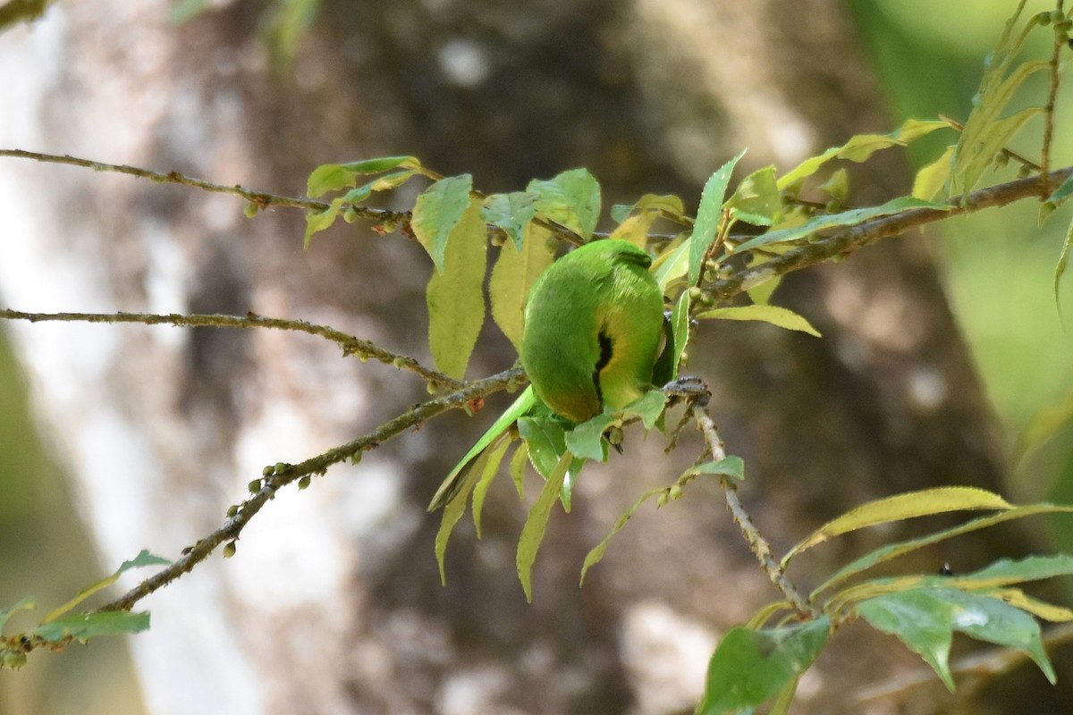 Lesser Green Leafbird - ML616216567