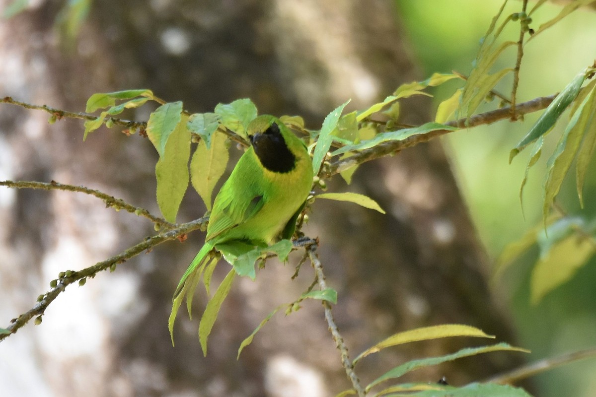 Lesser Green Leafbird - ML616216568