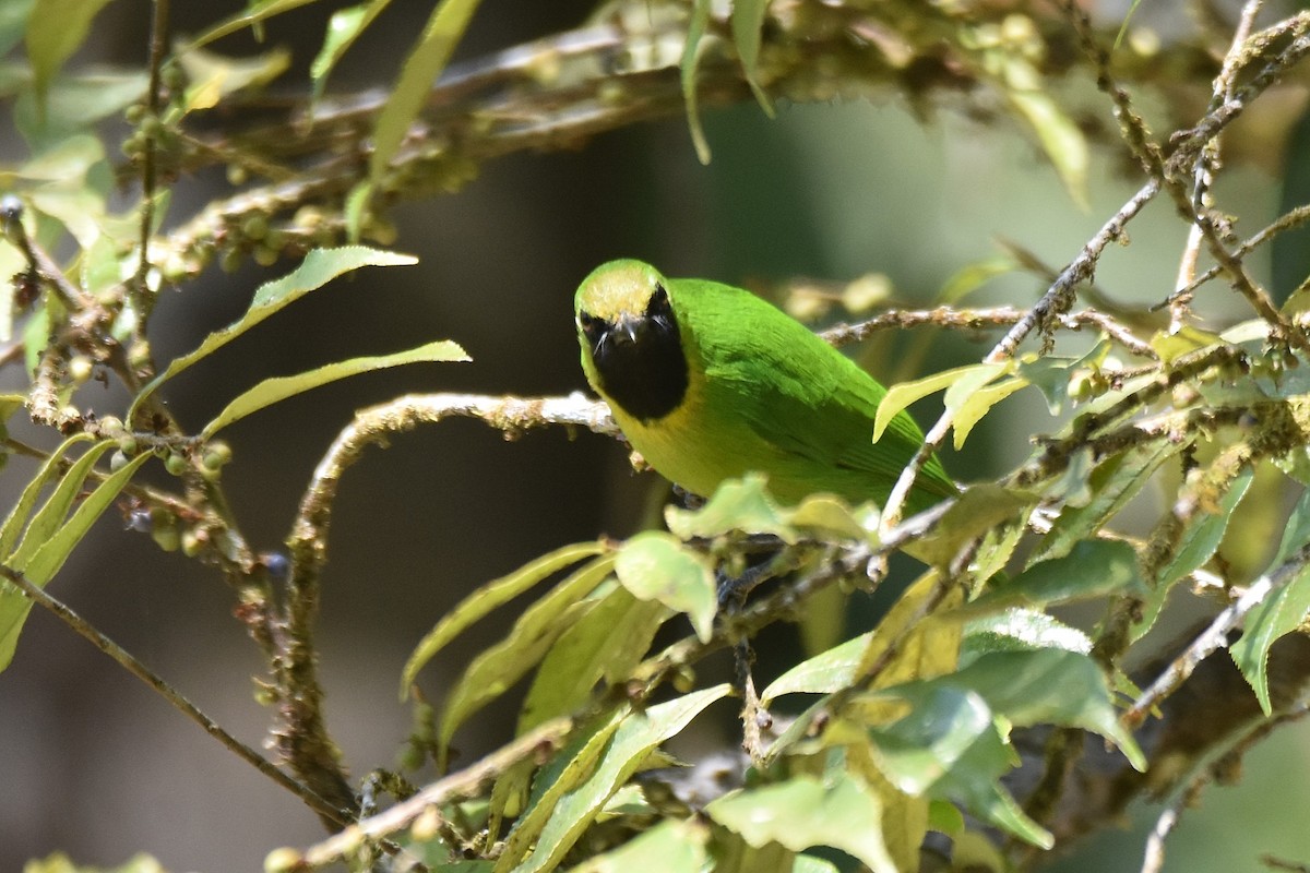 Lesser Green Leafbird - ML616216569