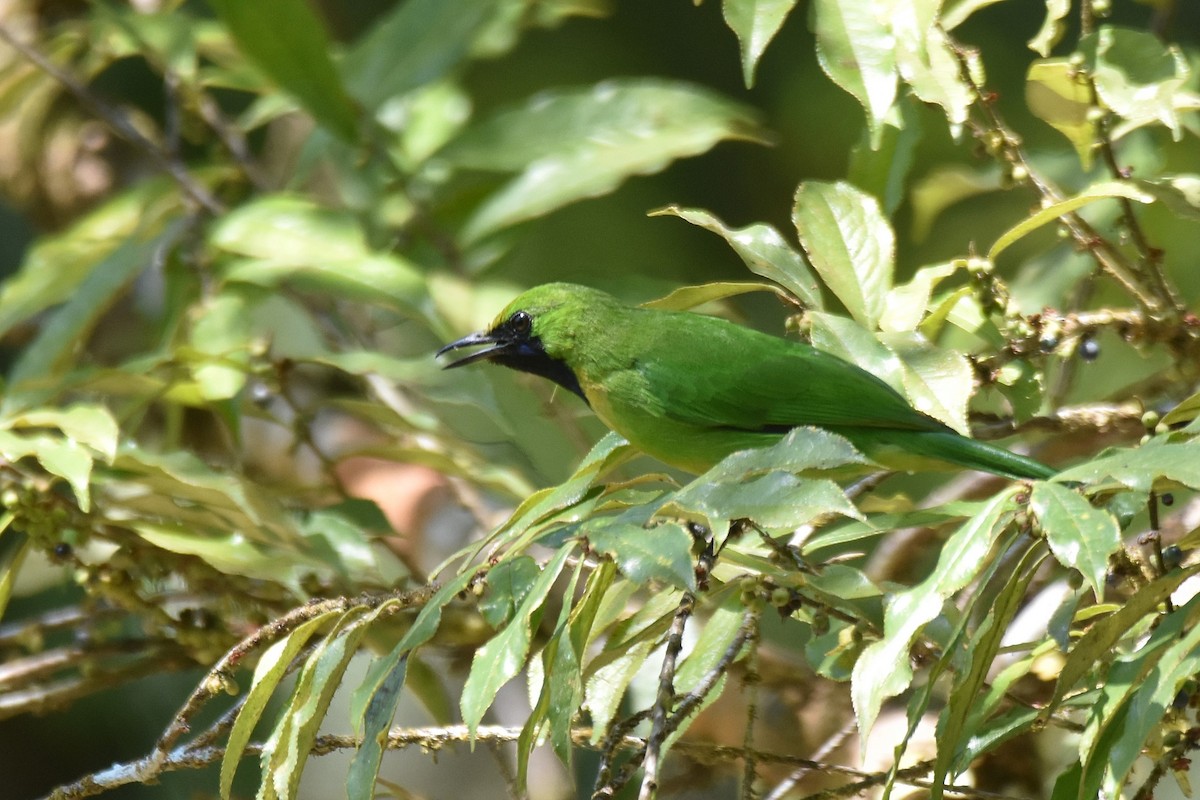 Lesser Green Leafbird - ML616216575