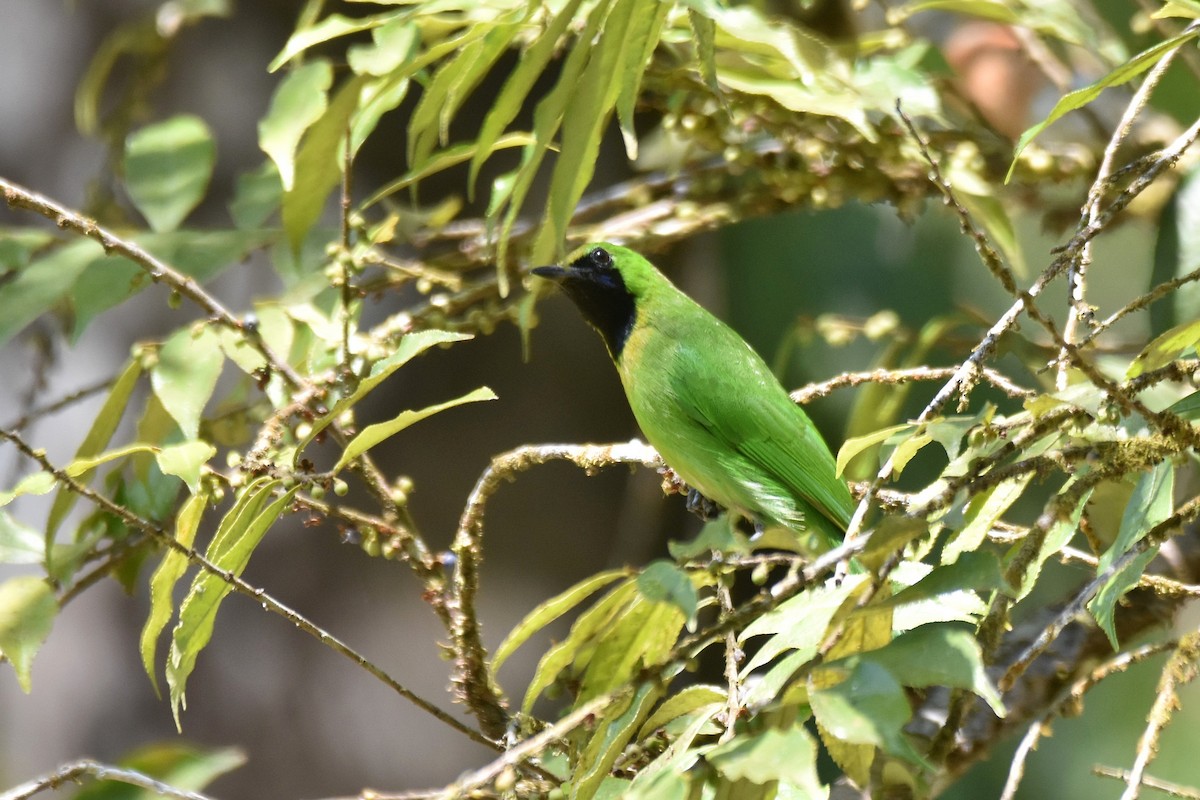 Lesser Green Leafbird - ML616216577