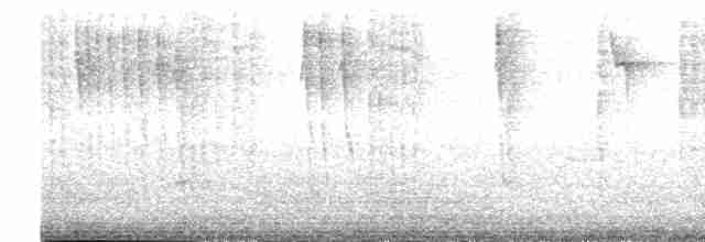Амазилія юкатанська (підвид yucatanensis) - ML616216705