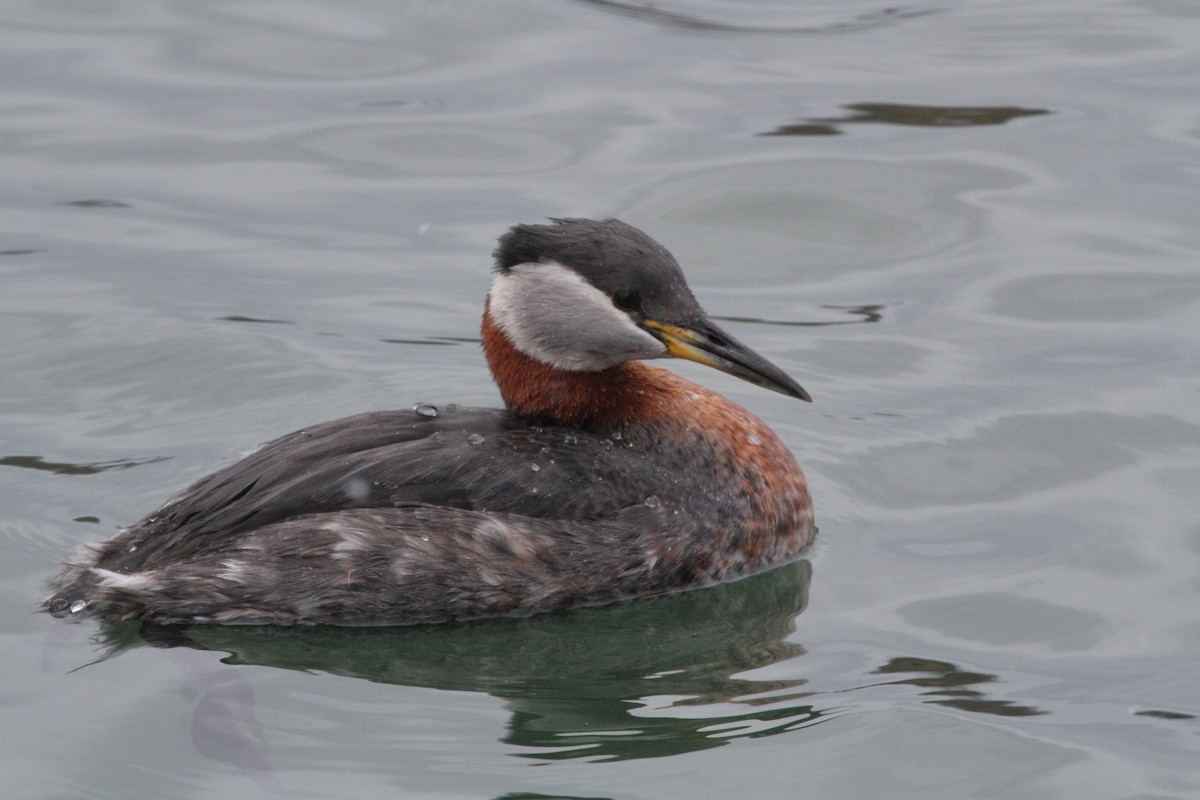 Red-necked Grebe - Michael Keenan