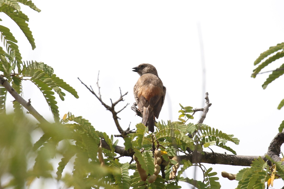 Swahili Sparrow - ML616216875