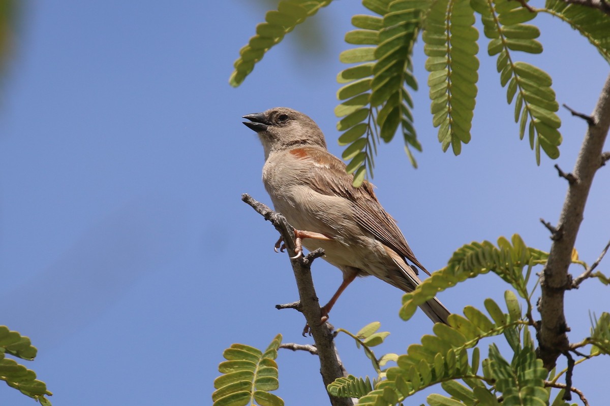 Swahili Sparrow - Fikret Ataşalan