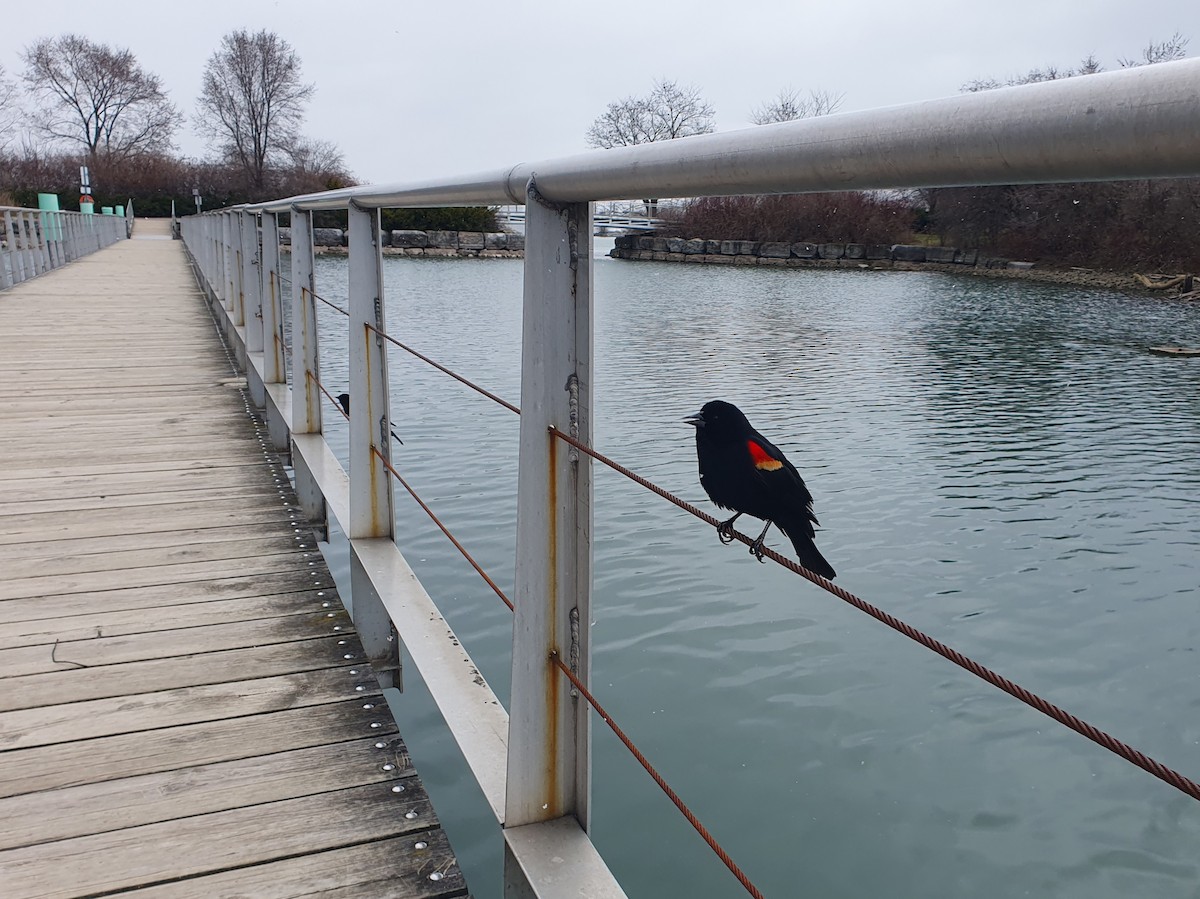 Red-winged Blackbird - Michael Keenan