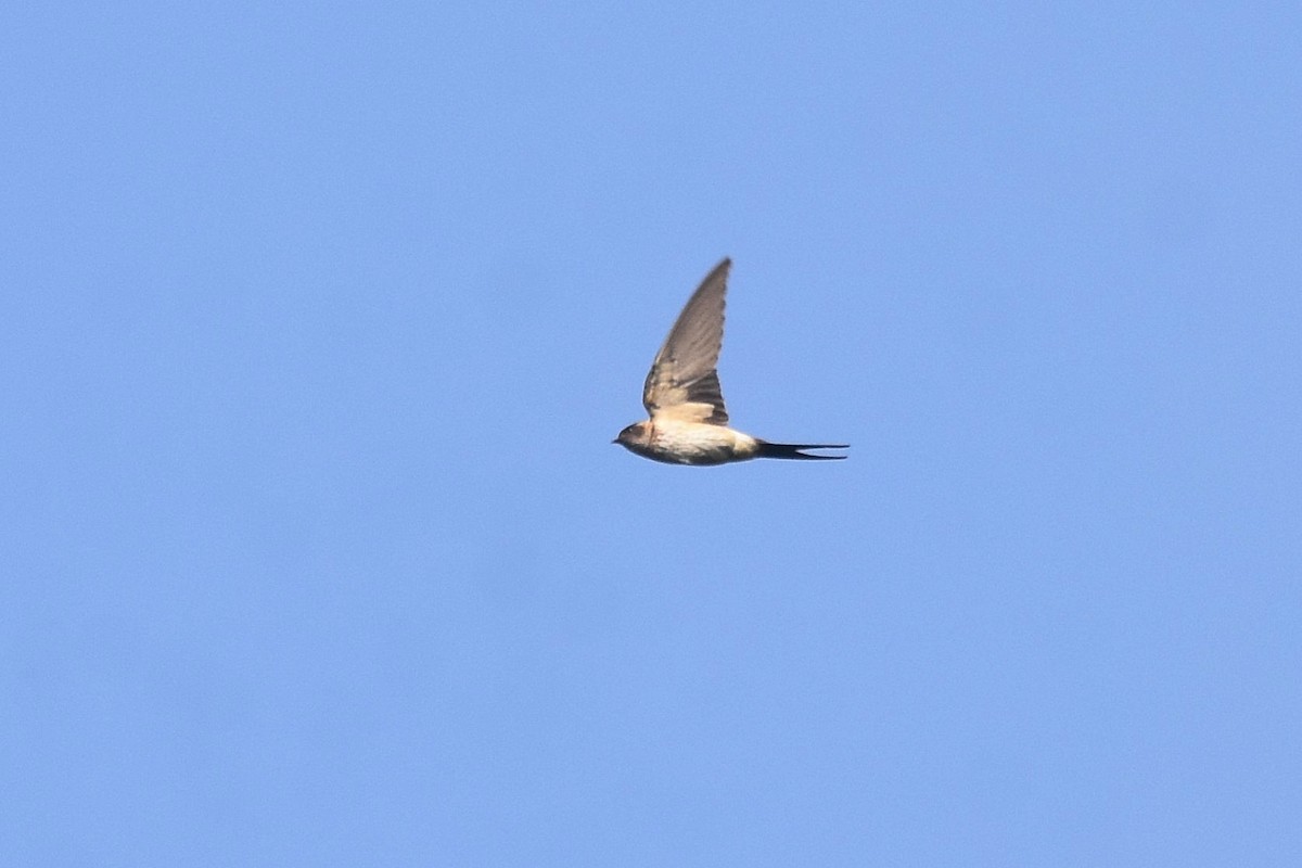 Red-rumped Swallow - ML616216937