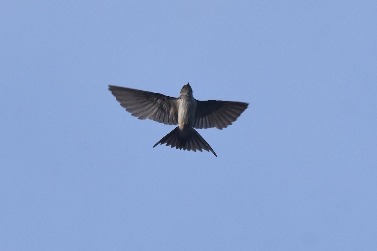 Red-rumped Swallow - ML616216938