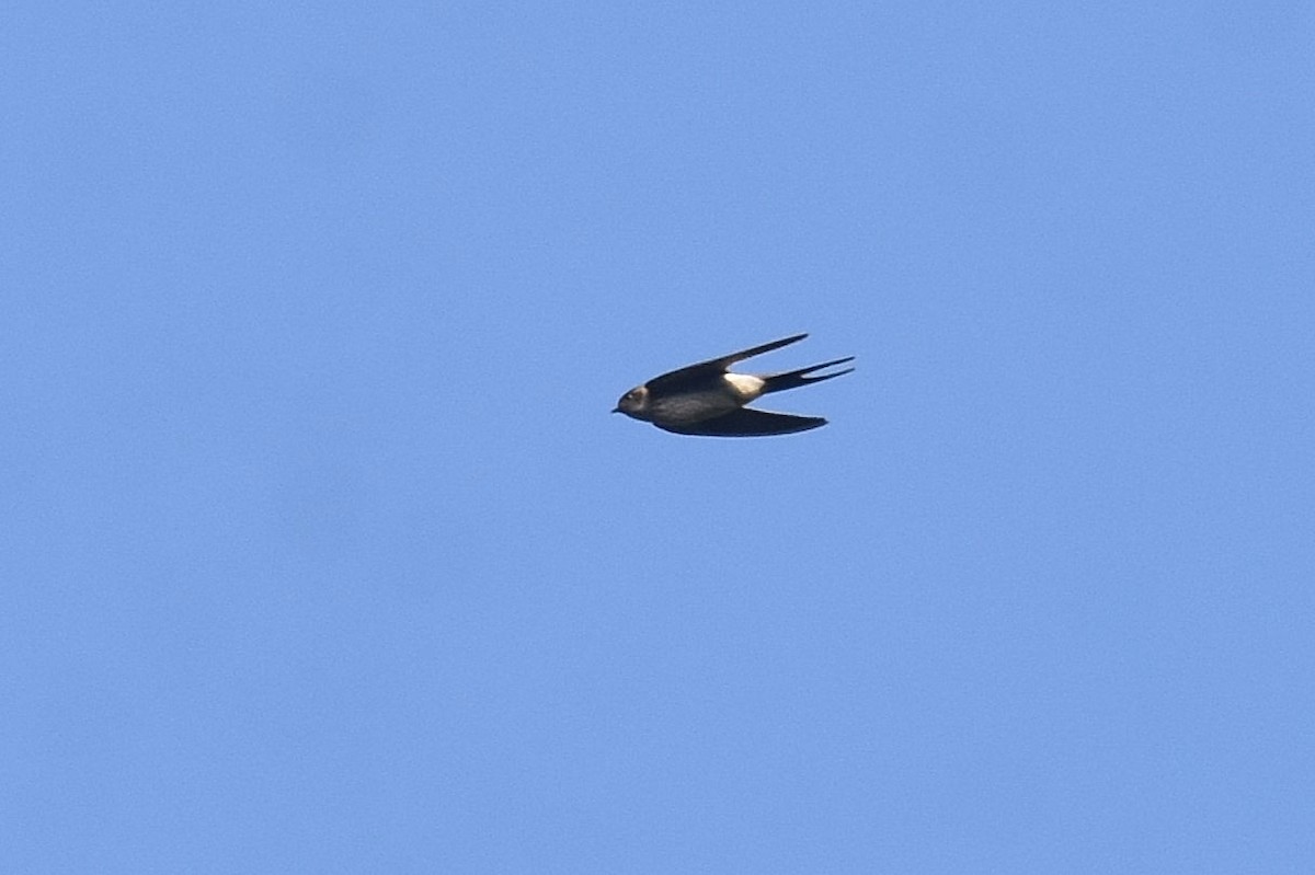 Red-rumped Swallow - ML616216939