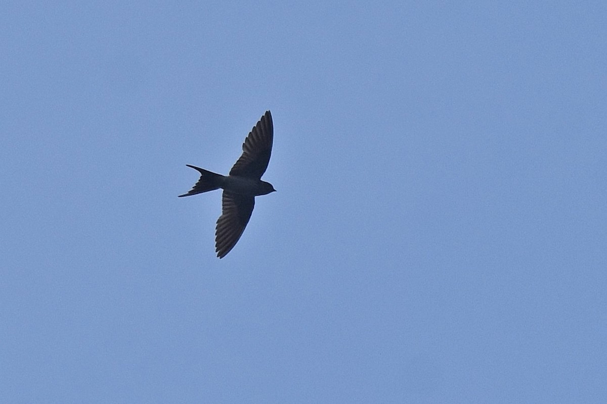 Red-rumped Swallow - ML616216942
