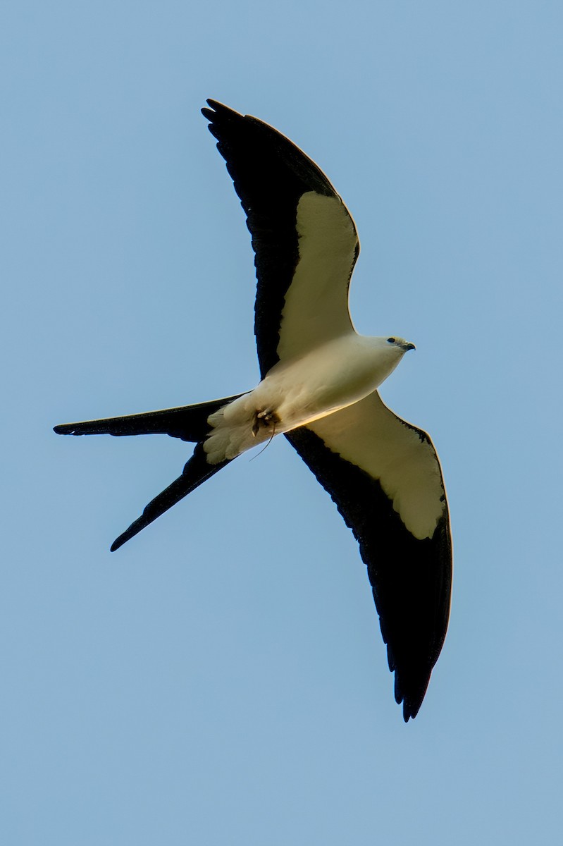 Swallow-tailed Kite - ML616217204