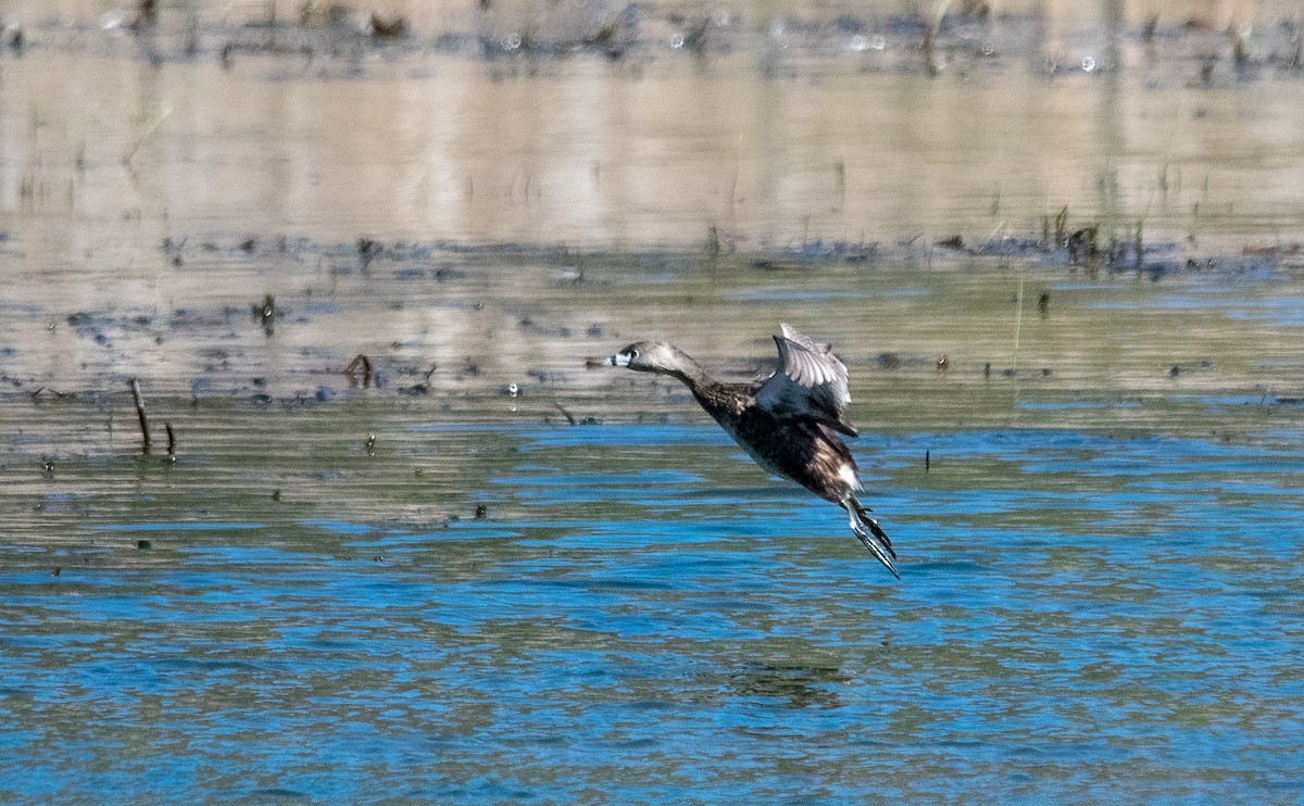 Pied-billed Grebe - cynthia mullens