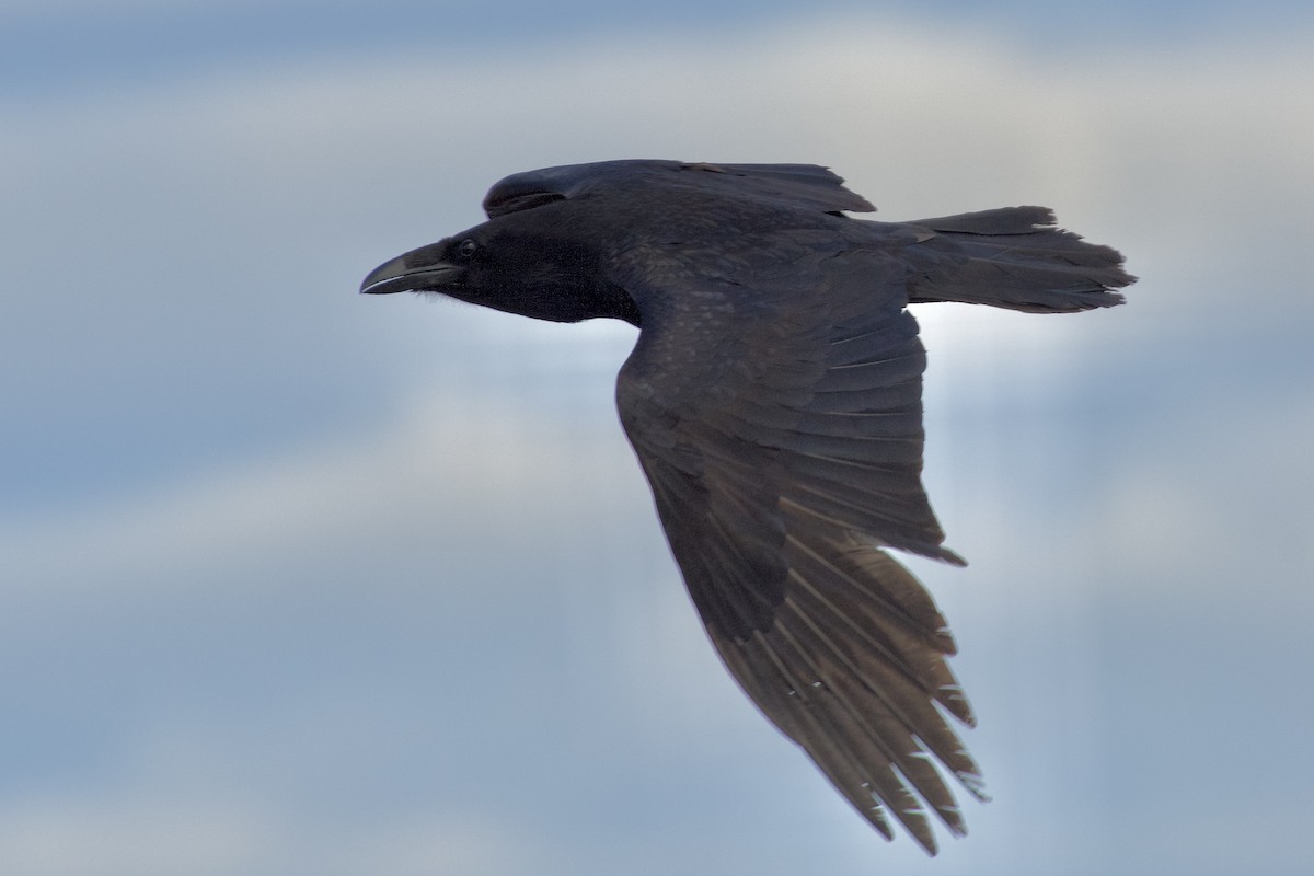 Common Raven - ML616217272