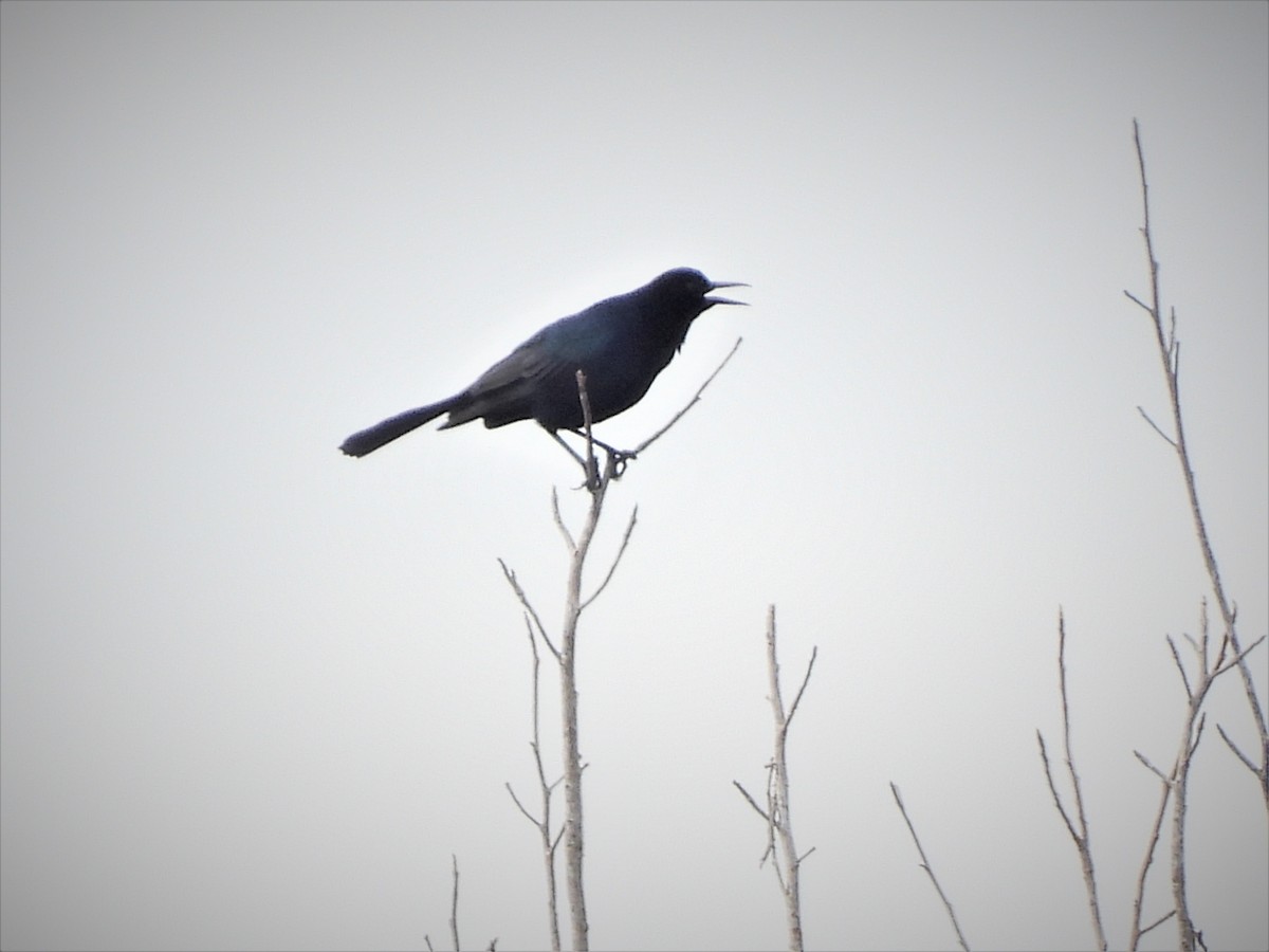 Boat-tailed Grackle - ML616217299