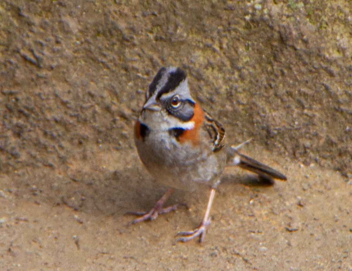 Rufous-collared Sparrow - ML616217400