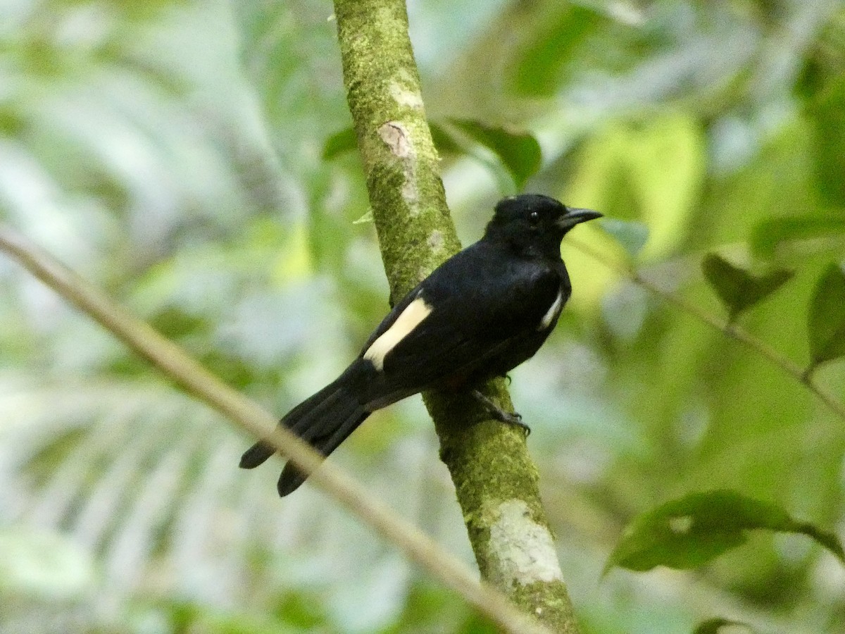 Fulvous-crested Tanager - ML616217439