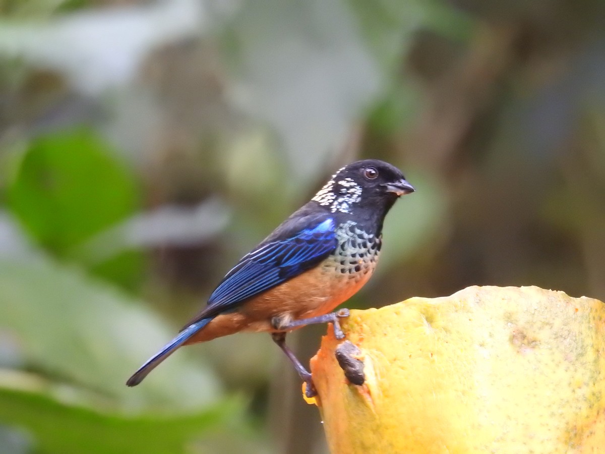 Spangle-cheeked Tanager - ML616217471