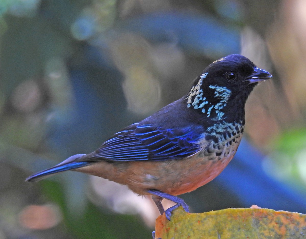 Spangle-cheeked Tanager - ML616217472
