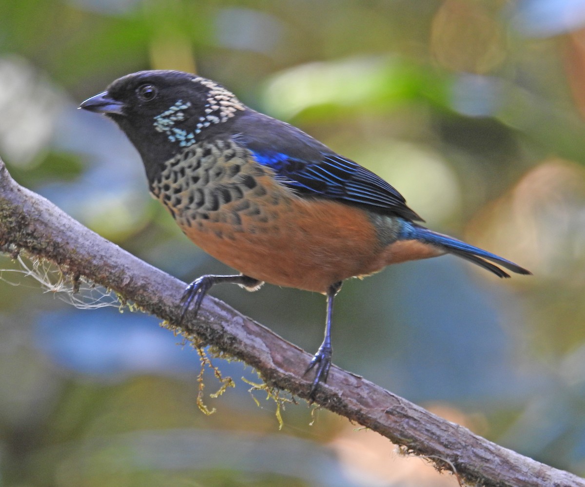 Spangle-cheeked Tanager - ML616217473
