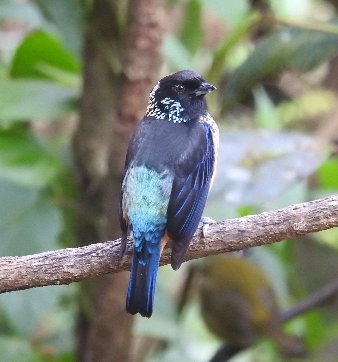 Spangle-cheeked Tanager - ML616217474