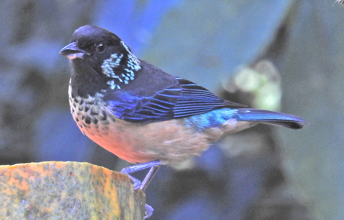 Spangle-cheeked Tanager - ML616217475
