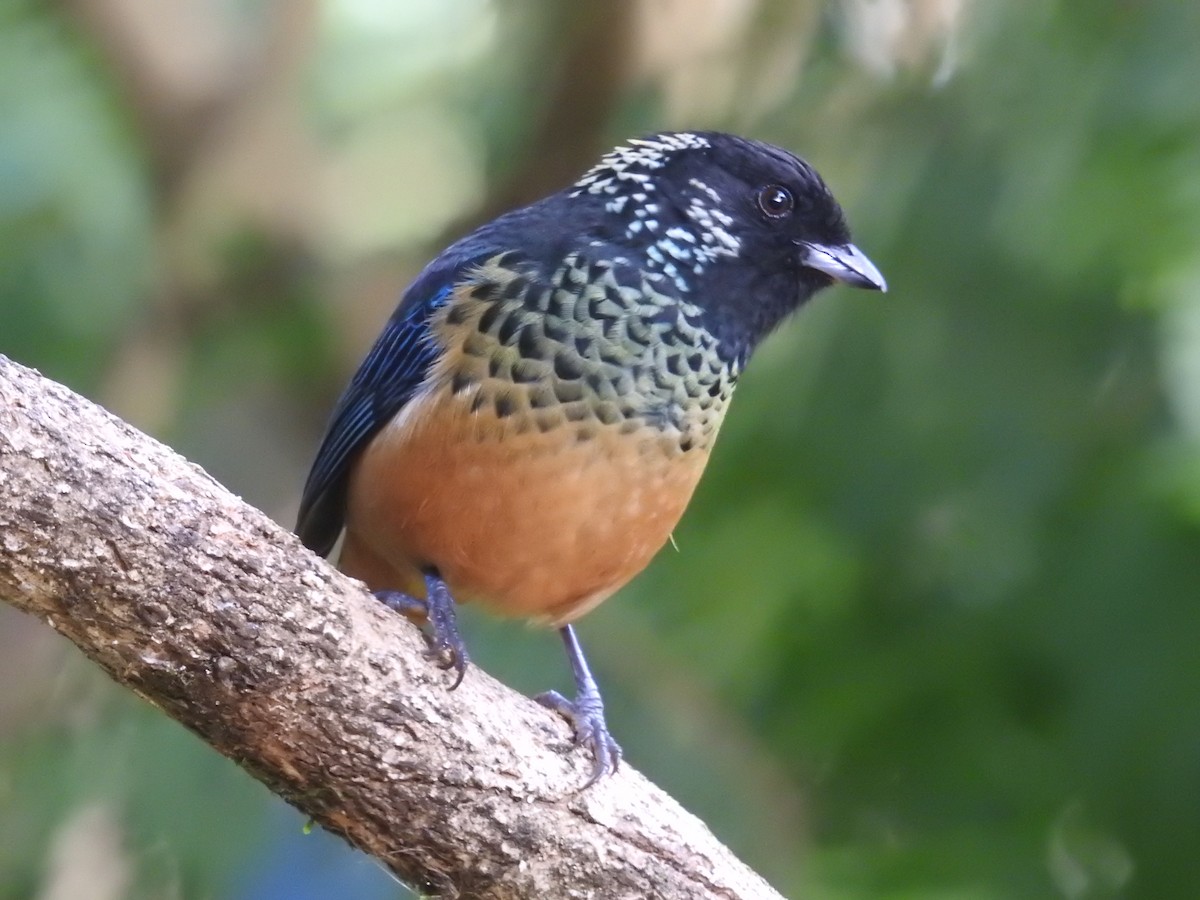 Spangle-cheeked Tanager - ML616217476