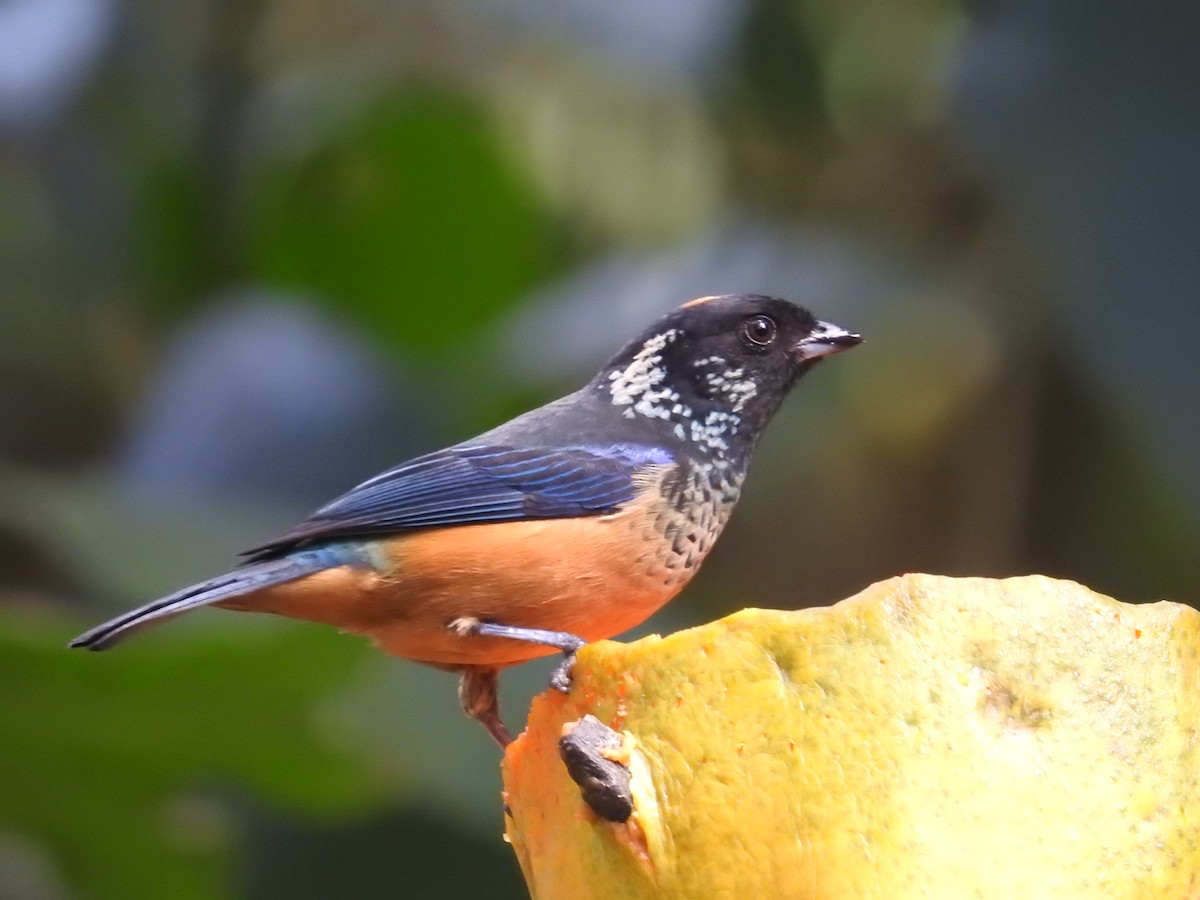 Spangle-cheeked Tanager - ML616217477