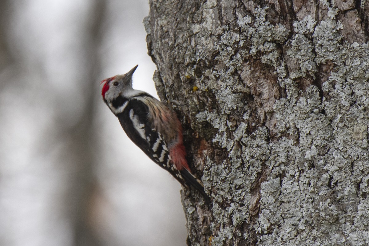 Middle Spotted Woodpecker - ML616217631
