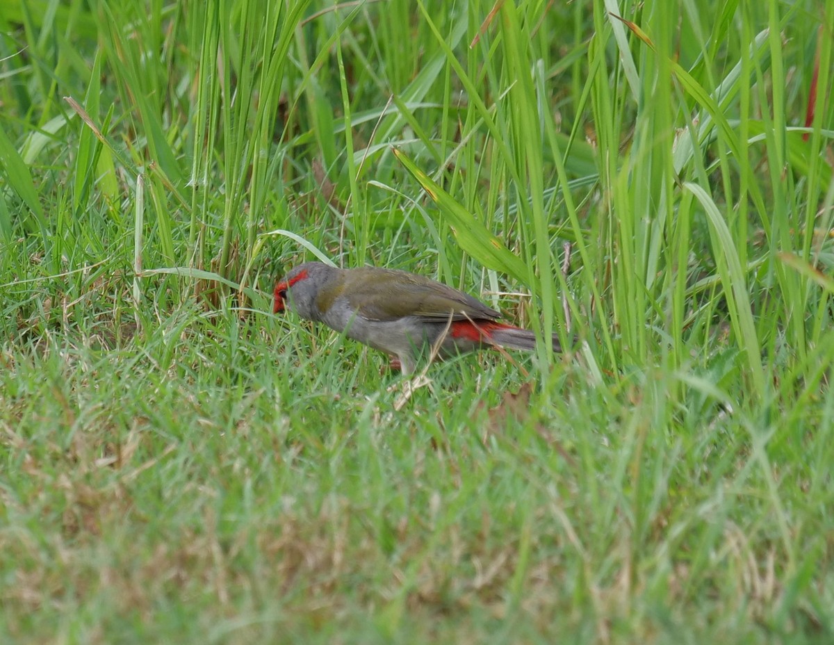 Red-browed Firetail - ML616217646