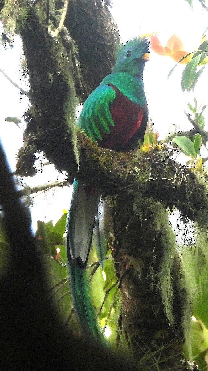 Quetzal Guatemalteco - ML616217835