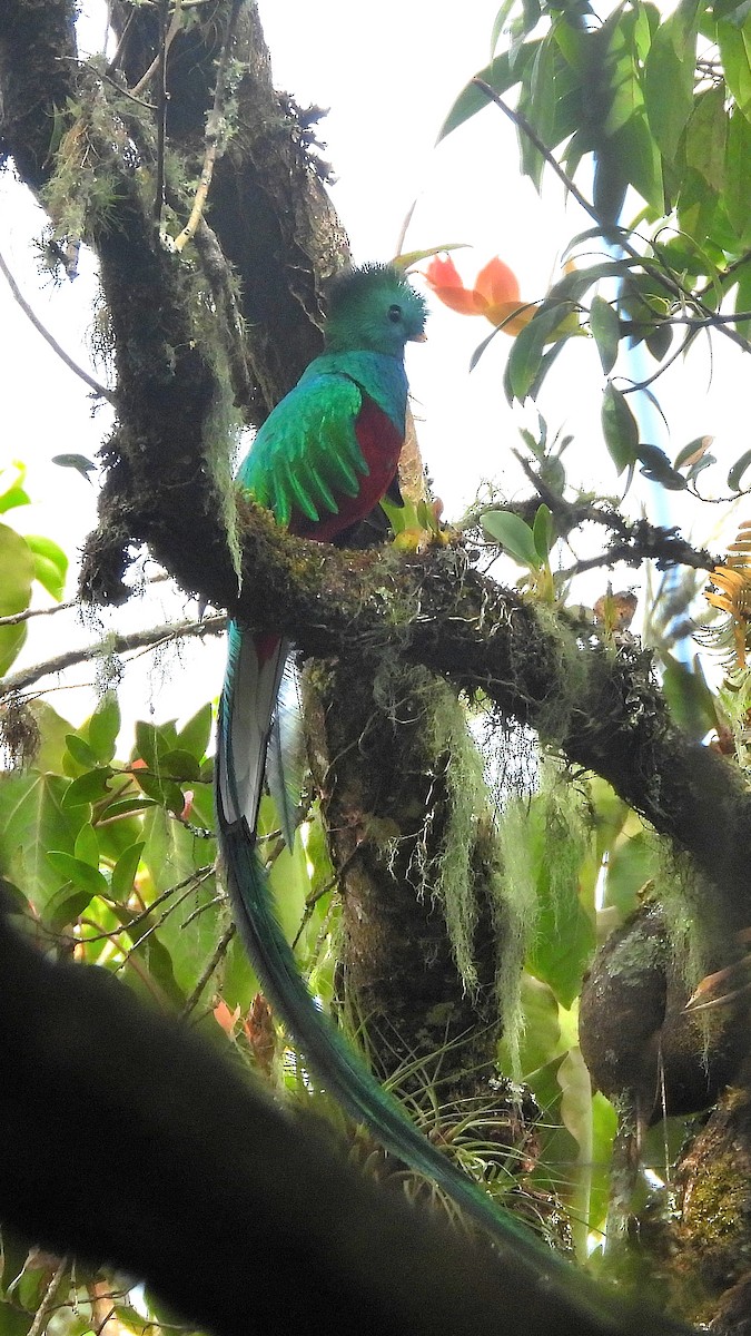 Quetzal resplendissant - ML616217836