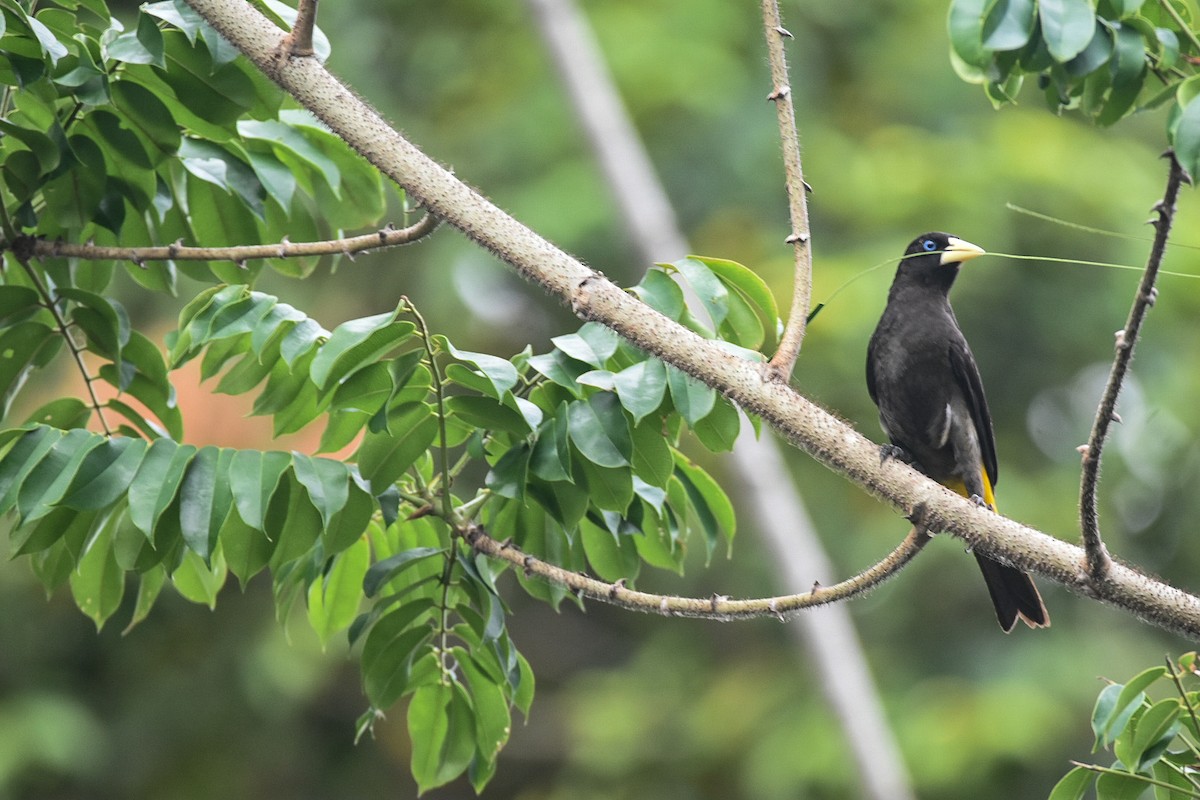 Yellow-rumped Cacique - ML616217946