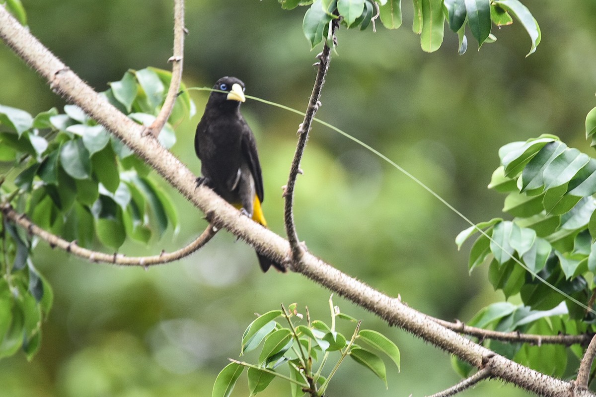 Yellow-rumped Cacique - ML616217947