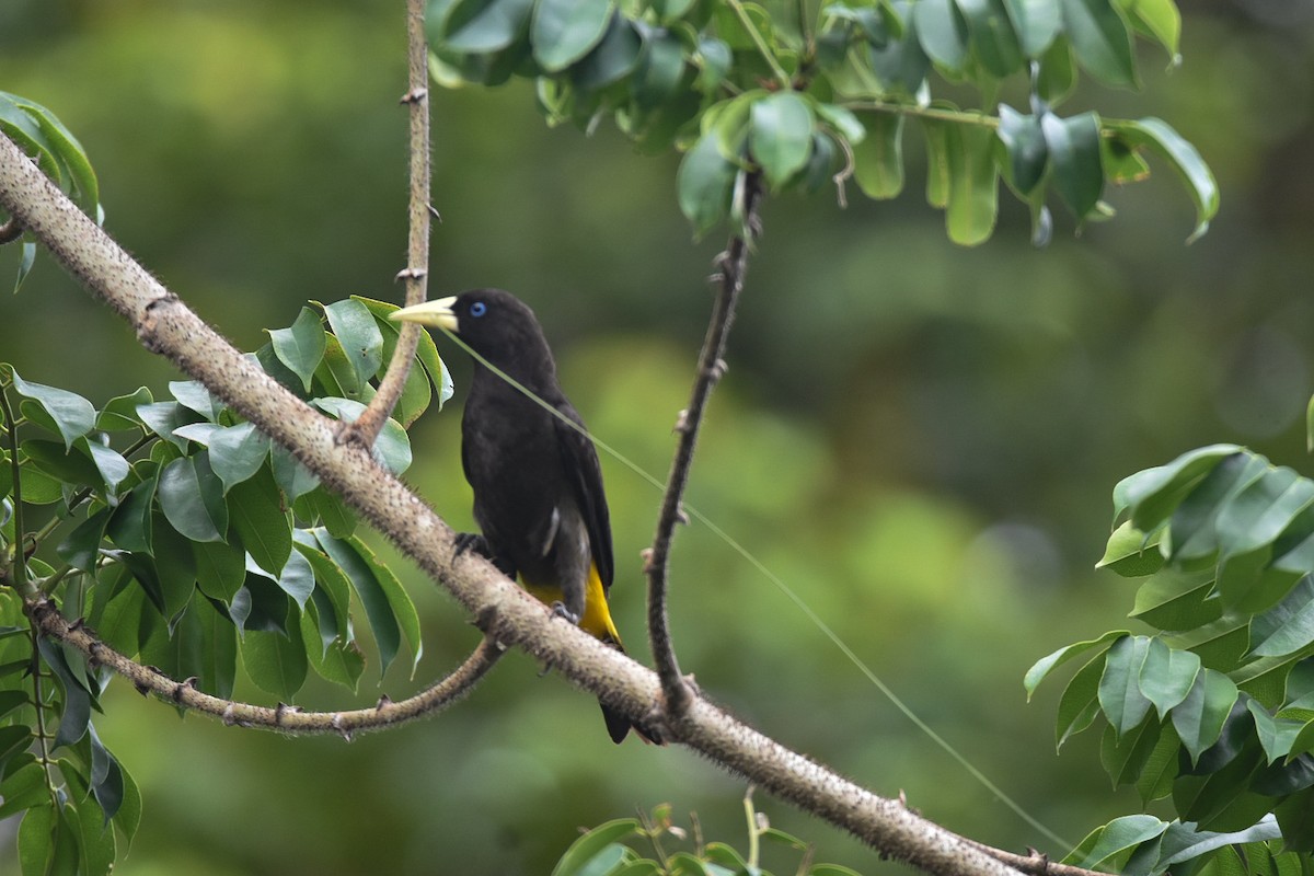 Yellow-rumped Cacique - ML616217948