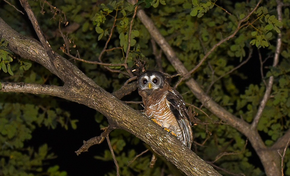 African Wood-Owl - ML616217953