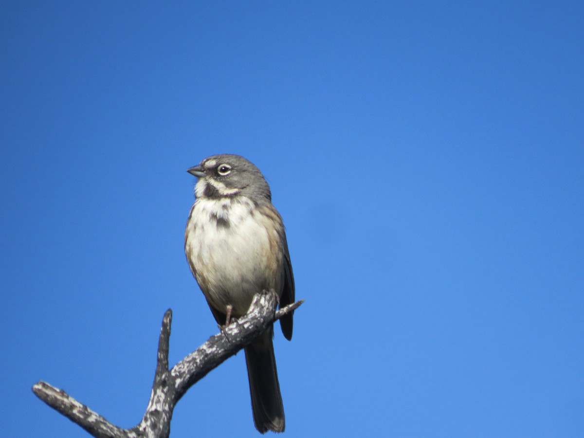 Bell's Sparrow - ML616217975