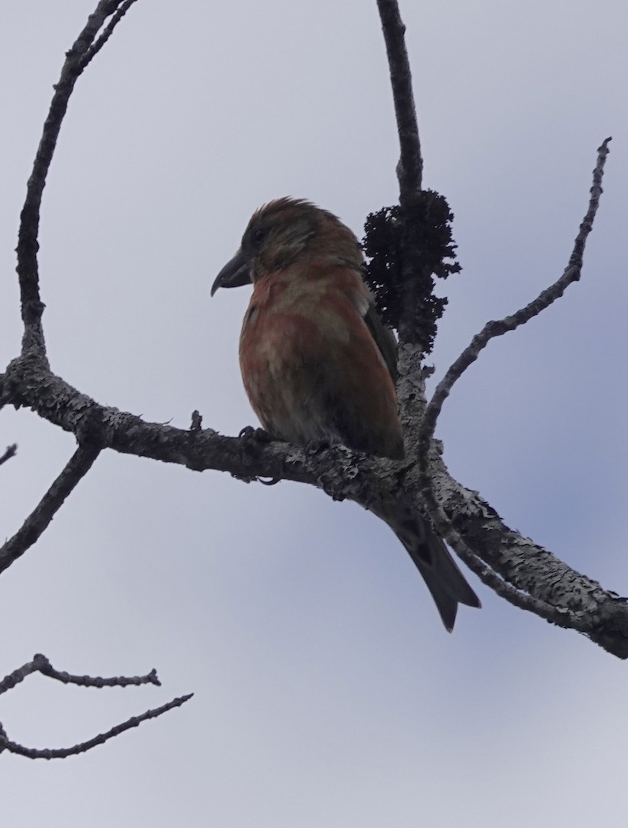 Red Crossbill - Jeanne-Marie Maher