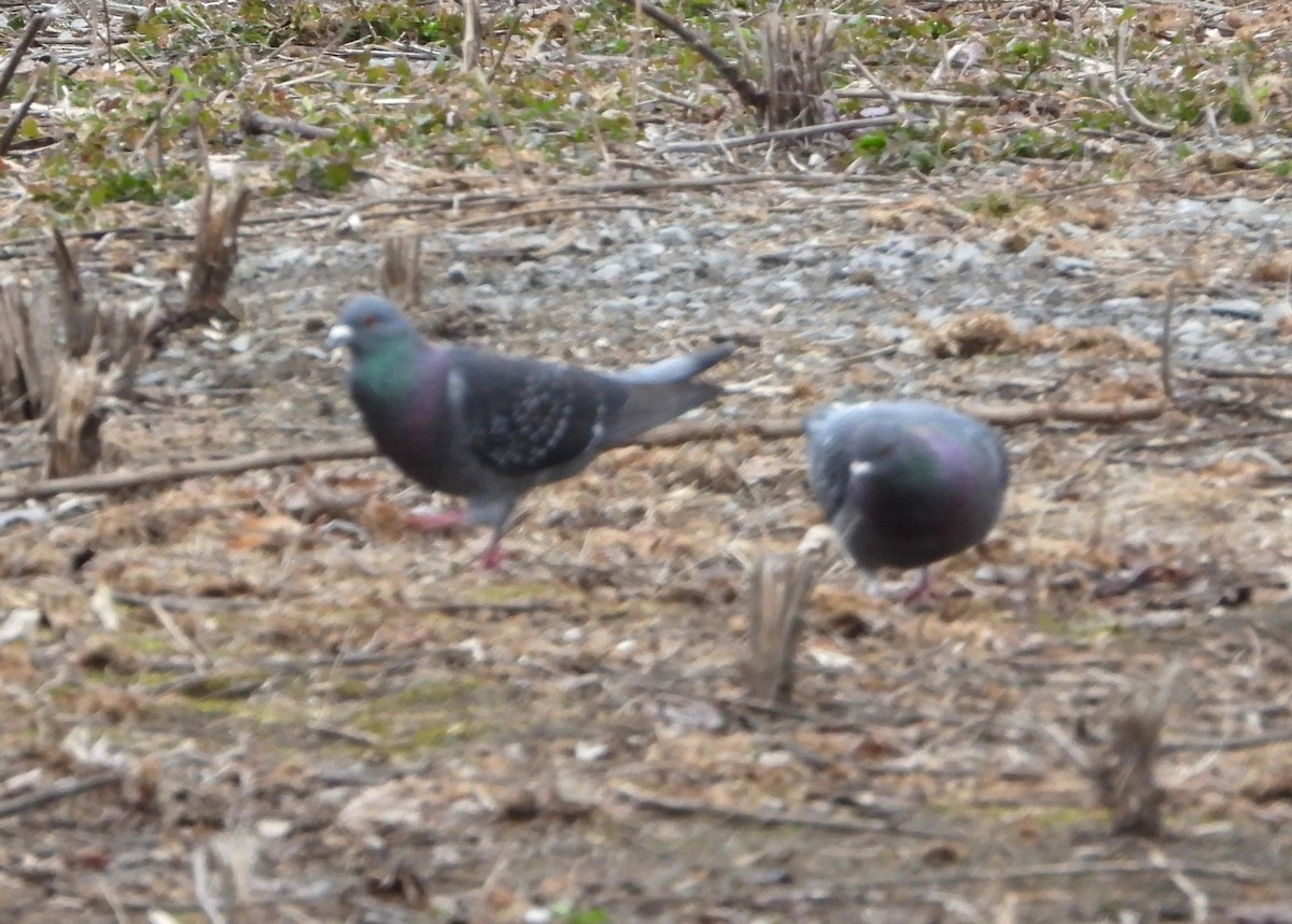 Rock Pigeon (Feral Pigeon) - ML616218102
