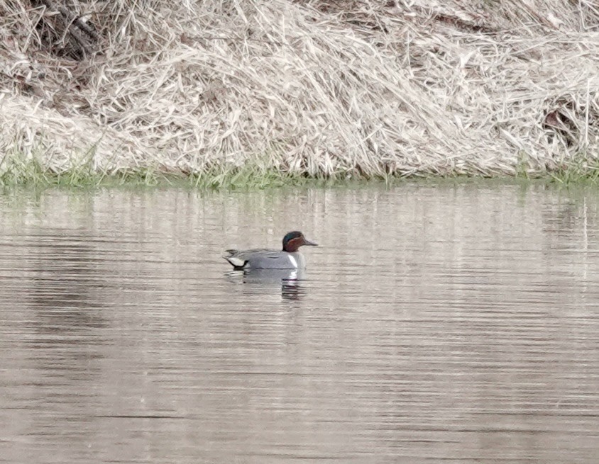Green-winged Teal - ML616218273