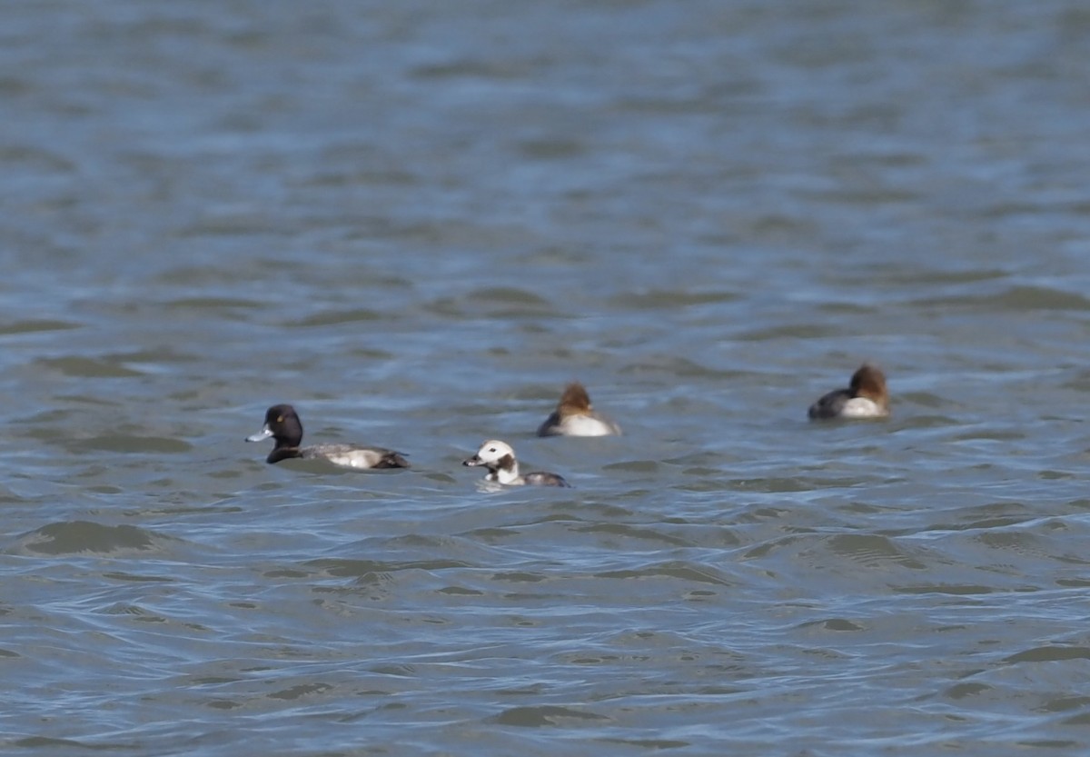 Long-tailed Duck - ML616218299