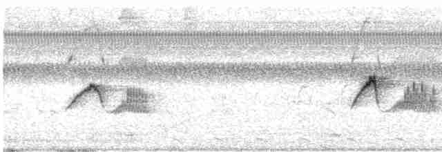Светлобрюхий фиби - ML616218470