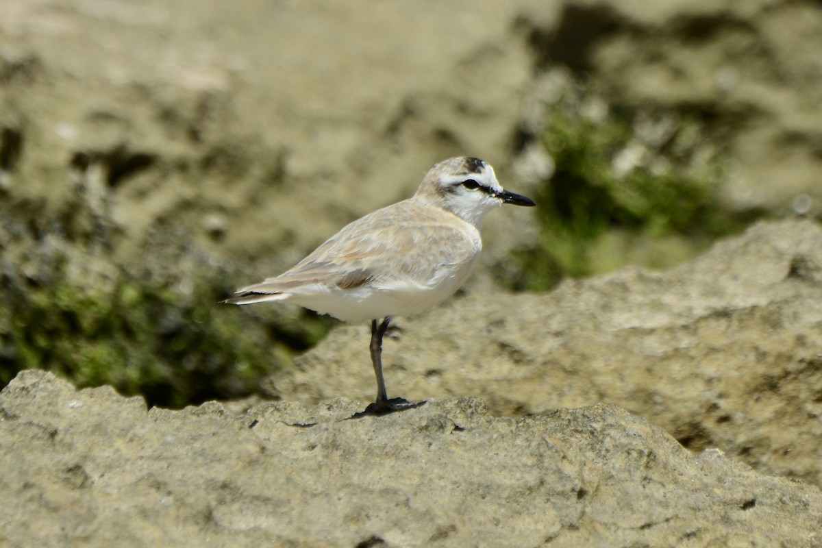 White-fronted Plover - ML616218486