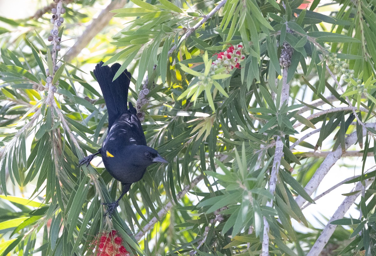 Yellow-shouldered Blackbird - ML616218531