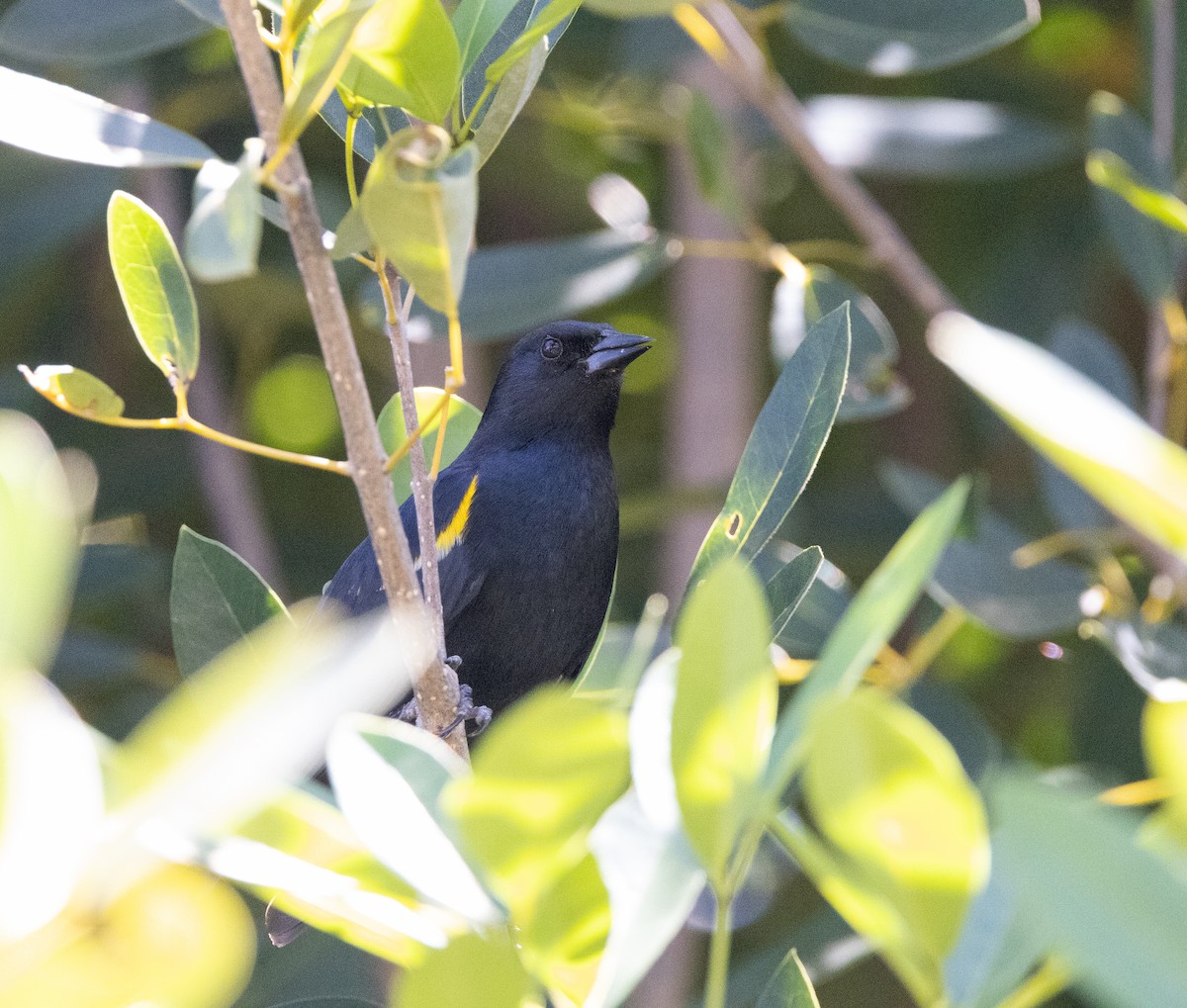Yellow-shouldered Blackbird - ML616218535
