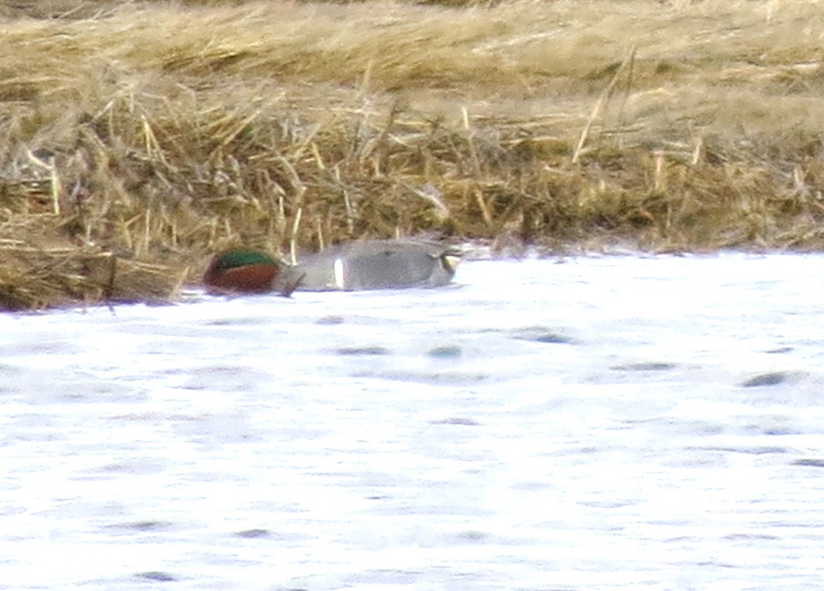 Green-winged Teal - ML616218594
