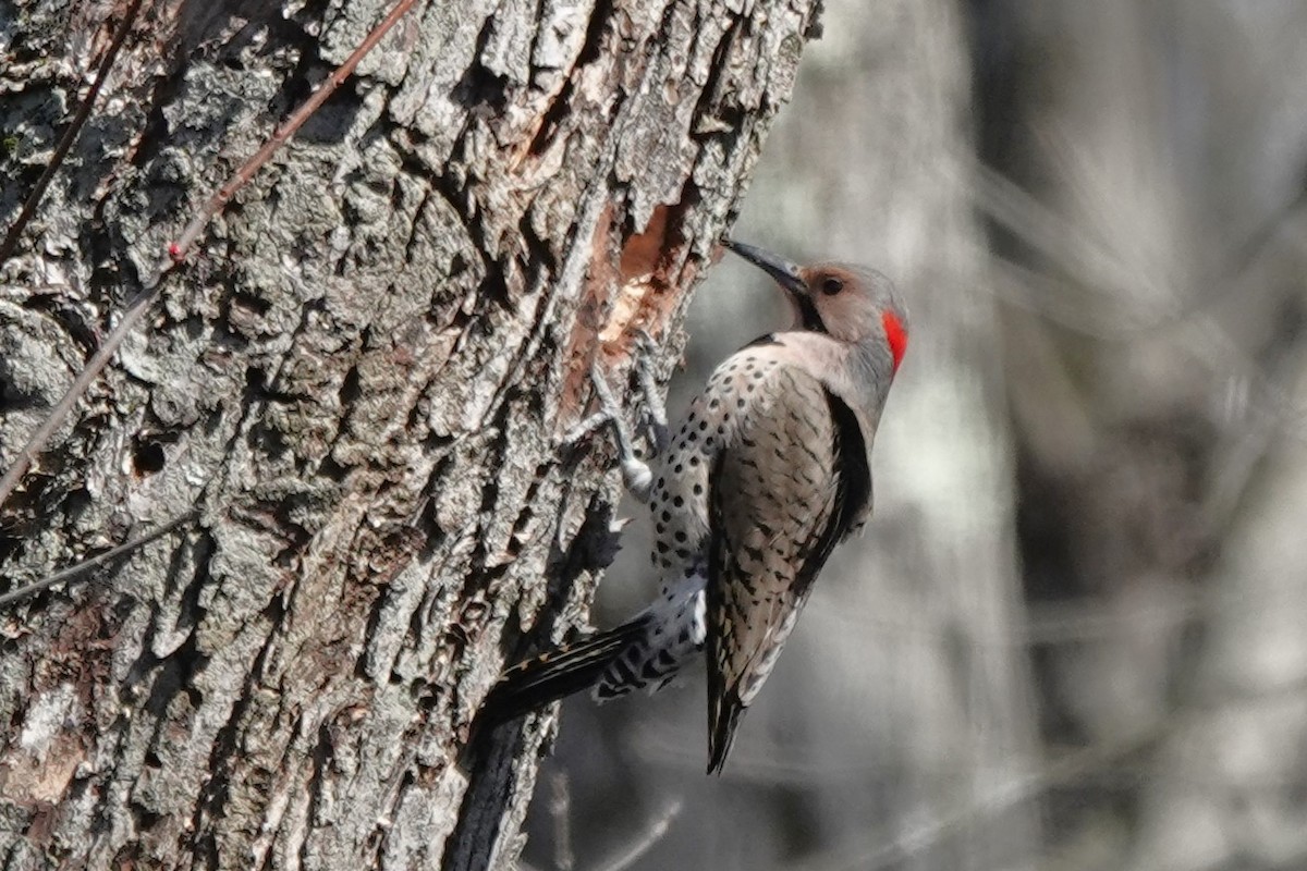 Northern Flicker (Yellow-shafted) - ML616218609